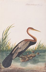 Oriental Darter, from Drawings of Birds from Malacca, c.1805-18 by Chinese School
